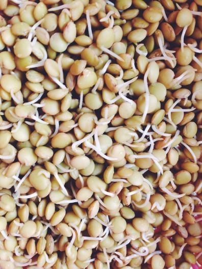 sprouted lentils 